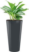 Aglaonema Silver Bay in Runner rond antraciet | Chinese Evergreen