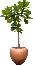 Ficus Lyrata op stam in Metallic Couple copper | Vioolbladplant / Tabaksplant