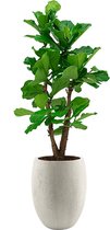 Ficus Lyrata vertakt in Grigio Tall Balloon wit | Vioolbladplant / Tabaksplant