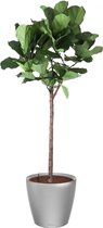 Ficus Lyrata op stam in watergevende Classico zilver | Vioolbladplant / Tabaksplant