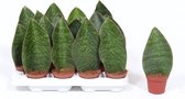 Kamerplanten van Botanicly – 4 × Vrouwentongen – Hoogte: 20 cm – Sansevieria Victoria
