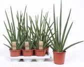 Kamerplanten van Botanicly – 4 × Vrouwentongen – Hoogte: 70 cm – Sansevieria Cylindrica