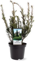 Hagen en struiken van Botanicly – Taxus Media Groenland – Hoogte: 30 cm