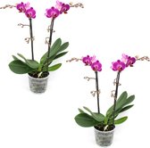 Orchideeën van Botanicly – 2 × Vlinder orchidee – Hoogte: 40 cm, 2 takken – Phalaenopsis Multiflora Anthura Morelia