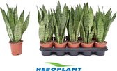 Kamerplanten van Botanicly – 3 × Vrouwentongen – Hoogte: 35 cm – Sansevieria Zeylanica