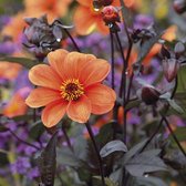 Dahlia Bishop of Oxford 3 stuks