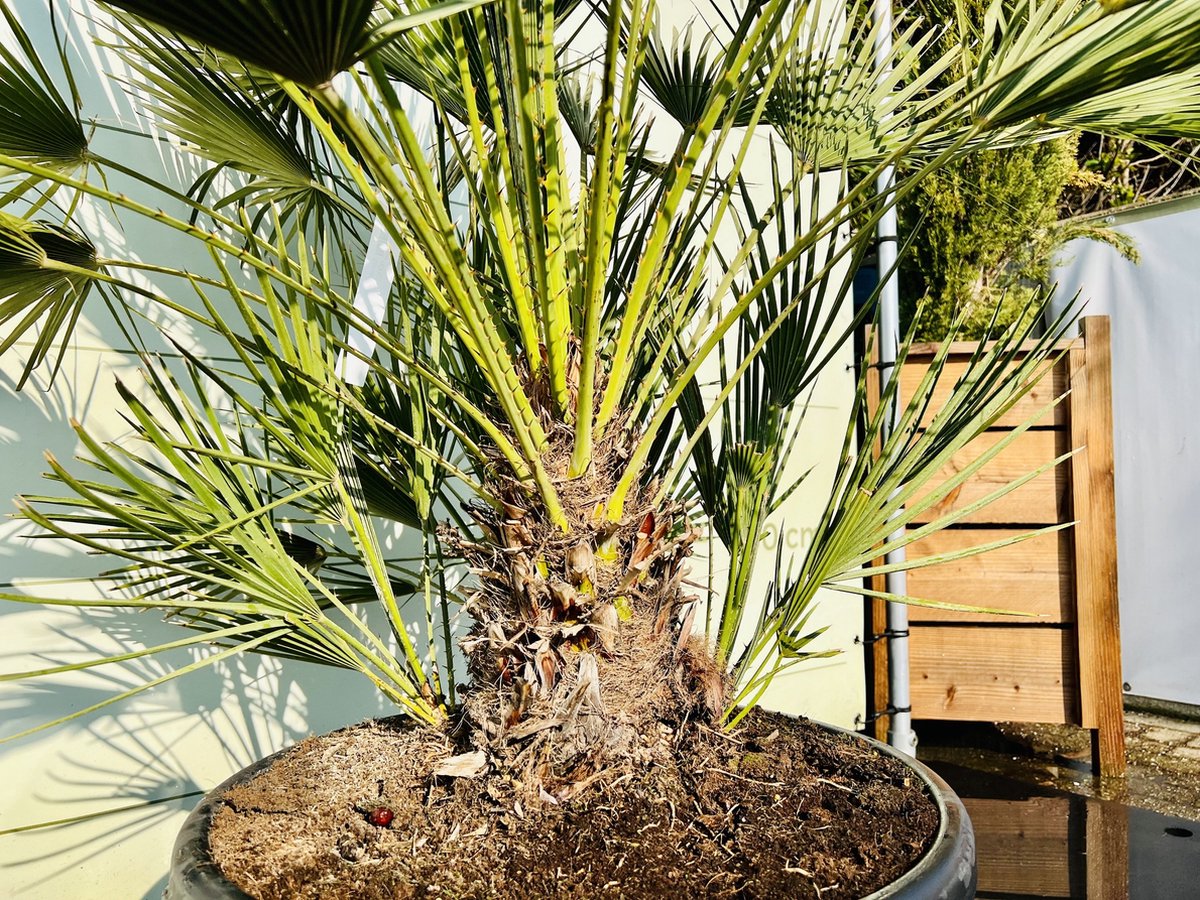Chamaerops humilis - Palmier nain, palmier éventail