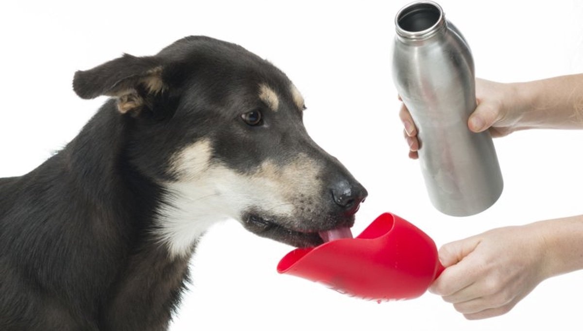 Gourde Inox Pour Chien