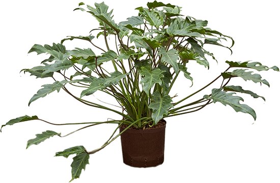 Philodendron xanadu M op hydrocultuur