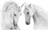 Fotobehang Twee Witte Paarden 3D - Vliesbehang - 416 x 254 cm