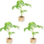 Snoeptomaat - snacktomaat - 3 tomatenplanten