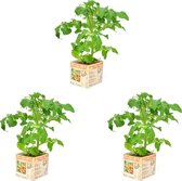 Pot tomate - 3 plants de tomates