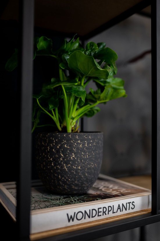 Set van 2x stuks plantenpotten/bloempotten in het lava-look zwart Dia 15 cm en Hoogte 13 cm - Voor binnen