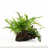 Driftwood (small) met plant mix - Aquariumplanten - Aquarium decoratie - Moerings