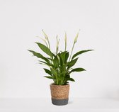 Spathiphyllum in siermand Amber Grijs – witte kamerplant – luchtzuiverende lepelplant - ↕35-50cm – Ø13 – geleverd met plantenpot – vers uit de kwekerij