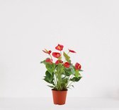 Anthurium rood – bloeiende kamerplant – Flamingoplant –  ↕40-50cm - Ø12 – in kwekerspot – vers uit de kwekerij