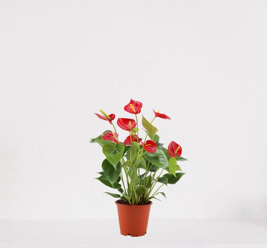Anthurium rood – bloeiende kamerplant – Flamingoplant –  ↕40-50cm - Ø12 – in kwekerspot – vers uit de kwekerij
