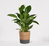 Spathiphyllum in siermand Amber Naturel – witte kamerplant – luchtzuiverende lepelplant - ↕60-75cm - Ø18 – geleverd met plantenpot – vers uit de kwekerij