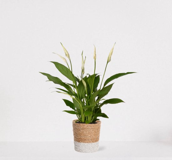 Spathiphyllum in siermand Amber Wit – witte kamerplant – luchtzuiverende lepelplant - ↕35-50cm – Ø13 – geleverd met plantenpot – vers uit de kwekerij