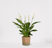 Spathiphyllum in siermand Amber Groen – witte kamerplant – luchtzuiverende lepelplant - ↕35-50cm – Ø13 – geleverd met plantenpot – vers uit de kwekerij