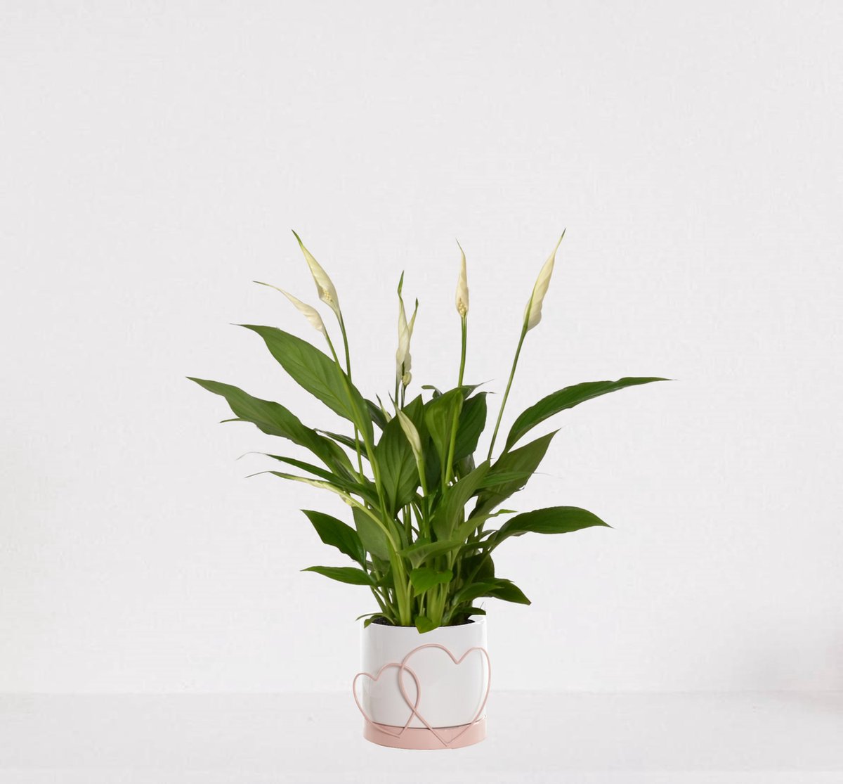 Spathiphyllum in sierpot Addit Hearts Roze – witte kamerplant – luchtzuiverende lepelplant - ↕35-50cm – Ø13 – geleverd met plantenpot – vers uit de kwekerij