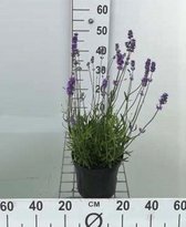 4x Lavandula angustifolia 'Munstead' XL - Lavendel in 3 liter pot