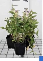 6 x TRICYRTIS HIRTA - Paddenlelie / armeluisorchidee - pot 9 x 9 cm