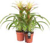 Breasy Bromelia Guzmania Deseo Wit | tropisch bloeiende kamerplant| 2 stuks | Ø12cm |  35-50 cm