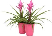 Breasy Bromelia Tillandsia Antonio in roze keramieken sierpot | tropisch bloeiende kamerplant| 2 stuks | Ø13cm | ↕ 35-50 cm