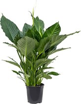 Lepelplant Spathiphyllum Alfetta 90 cm kamerplant