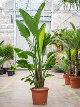 Strelitzia Nicolai L 180 cm kamerplant