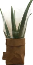 de Zaktus - Aloe Vera plant  - vetplant - paper bag papier - Maat L