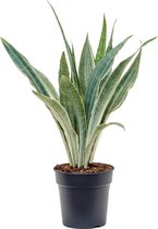 Sansevieria Trifasciata Metallica XL 70 cm kamerplant