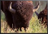 Poster Met Zwarte Lijst - Buffalo Grazing Poster