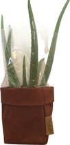 de Zaktus - Echinopsis Pachanoi San Pedro- UASHMAMA® paper bag licht grijs- Maat L