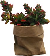 de Zaktus - Crassula - vetplant  - paper bag licht grijs - Maat XL