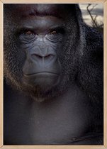 Poster Met Eiken Lijst - Zilverrug Gorilla Poster