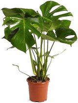 Kamerplant - Monstera Deliciosa - 60 cm - ∅ 17 cm