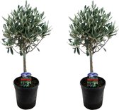Plant in a Box - Set van 2 olijfbomen - Olea Europaea - Pot ⌀14 cm - Hoogte ↕40-50cm - Olijfboompjes - Olijf op stam - Winterhard  - Tuinplant - Balkonplant