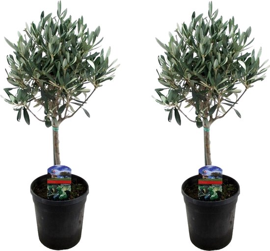 Plant in a Box - Olea Europaea - Set van 2 - Olijfboom op stam - Pot 14cm - Hoogte 50-60cm