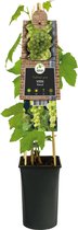 Plantenwinkel Witte Druif Pitloos Vitis Himrod 75 cm klimplant