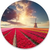 Wandcirkel Hollands Tulpenveld | ⌀ 100 cm | Wanddecoratie | Muurcirkel Binnen | Forex | Ronde Schilderijen