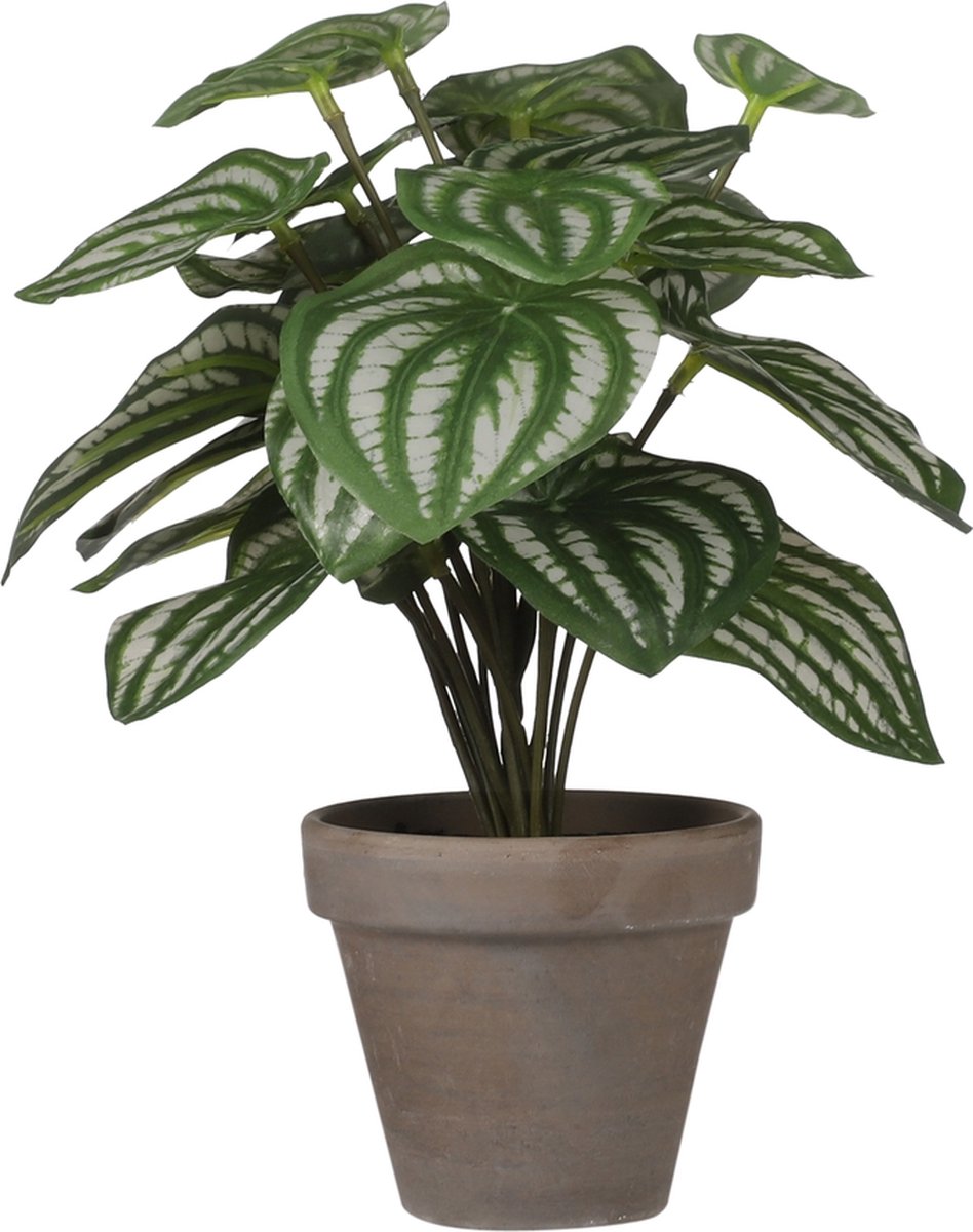 Mica Decorations Mica Peperomia licht groen in pot Stan grey L.Groen,licht groen