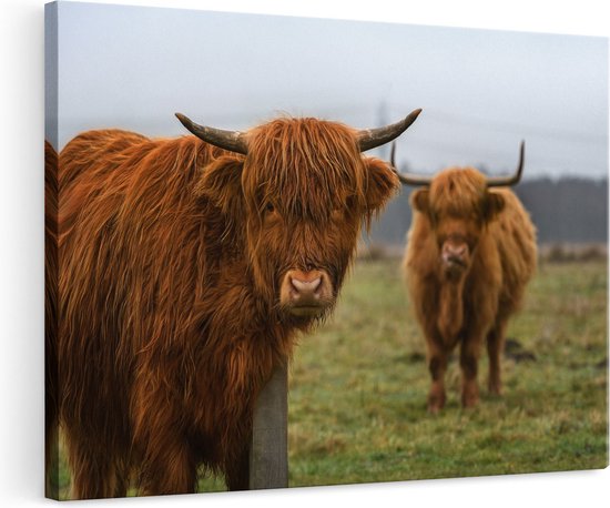 Artaza Canvas Schilderij Twee Schotse Hooglanders in de Weide - 120x80 - Groot - Foto Op Canvas - Wanddecoratie Woonkamer