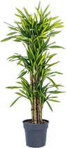 Kamerplant van Botanicly – Drakenboom – Hoogte: 110 cm – Dracaena fragrans