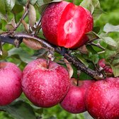 Appelboom in pot - Malus domestica "Marisa" - Rode appels - Winterharde fruitboom - ↑ 70-80 cm - Pot Ø 19 cm