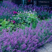 6x Nepeta x faassenii "Walker's Low" | Kattenkruid Planten | Winterharde Vaste Planten | Hoogte 20-25cm | Pot Ø 9cm