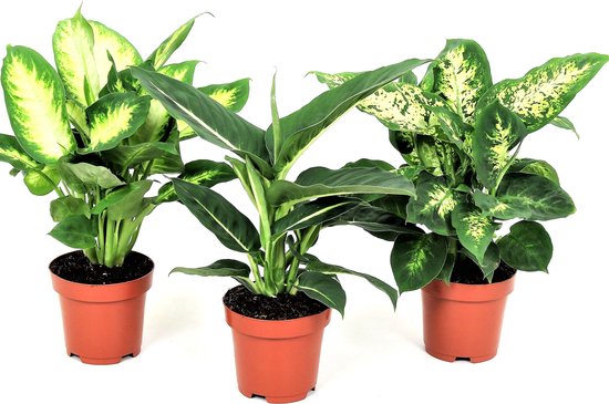 Plant in a Box - Een mix van 3 verschillende Dieffenbachia planten - Pot ⌀12cm - Hoogte ↕ 30-40cm