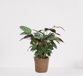 Calathea Compactstar in siermand Amber Naturel – luchtzuiverende kamerplant – pauwenplant – living plant - ↕35-45cm - Ø13 – geleverd met plantenpot – vers uit de kwekerij