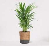 Areca in luxe siermand Amber Naturel – luchtzuiverende kamerplant – eenvoudig te onderhouden Goudpalm - ↕55-70cm - Ø18 – geleverd met plantenpot – vers uit de kwekerij